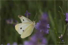 <p>BĚLÁSEK ŘEPOVÝ (Pieris rapae) ---- /Small white - Kleiner Kohlweißling/</p>